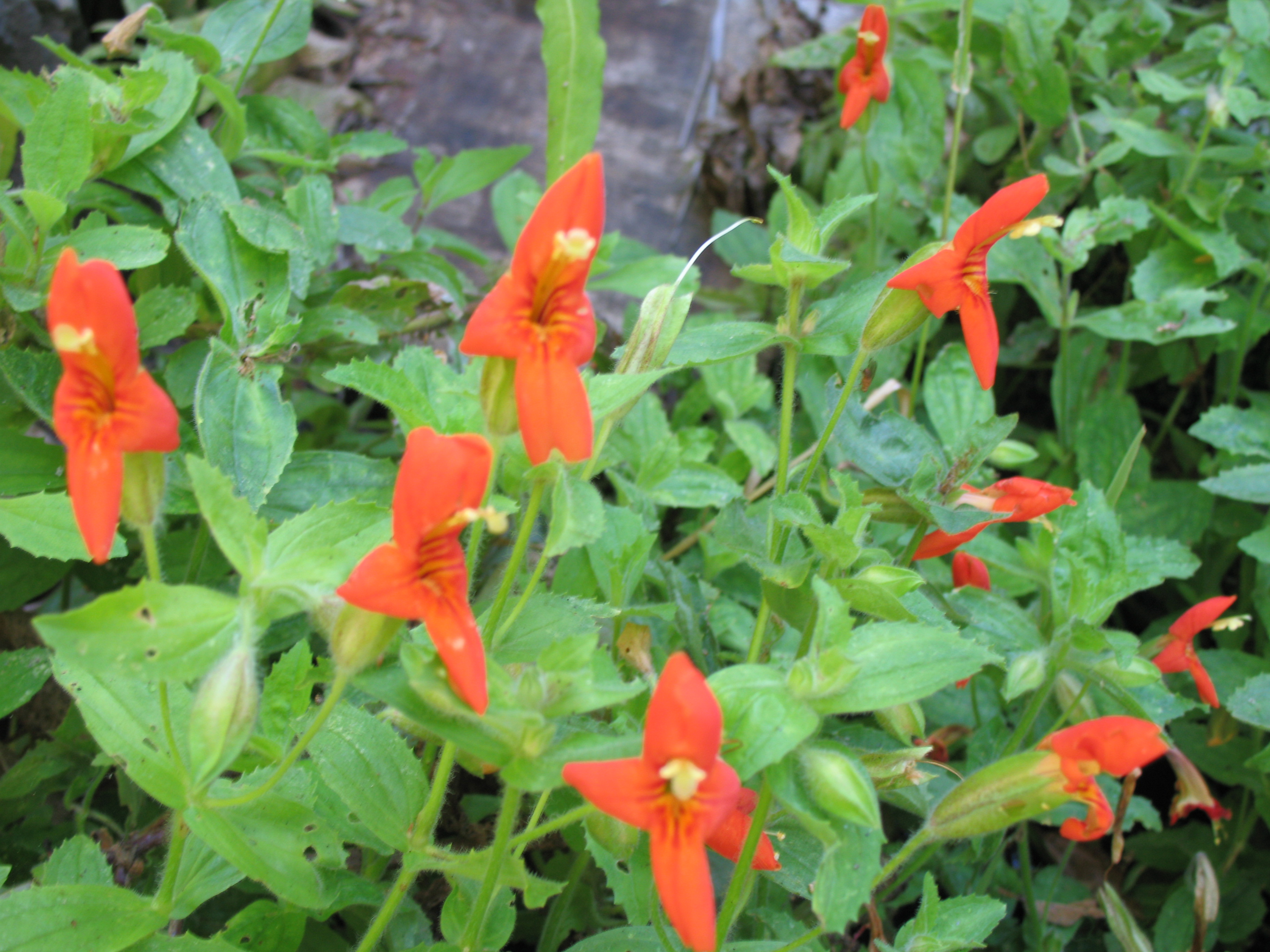 Mimulus-cardinalis-Napa.jpg